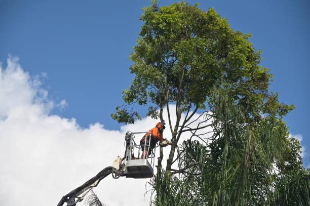 Best Residential Tree Removal  in St John, MO