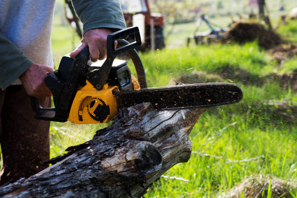 St John, MO Tree Removal Services Company